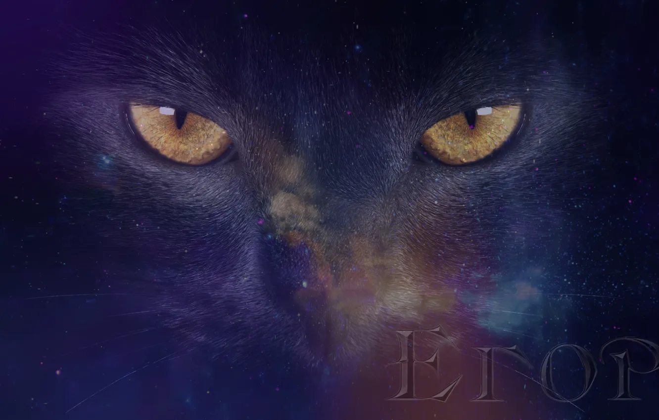Photo wallpaper cat, look, space