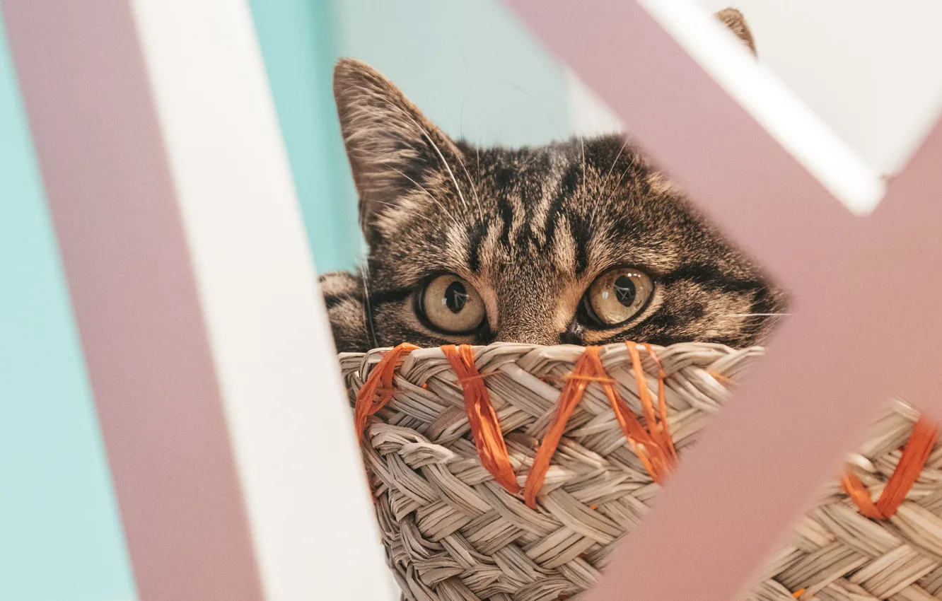 Photo wallpaper cat, cat, look, face, furniture, basket