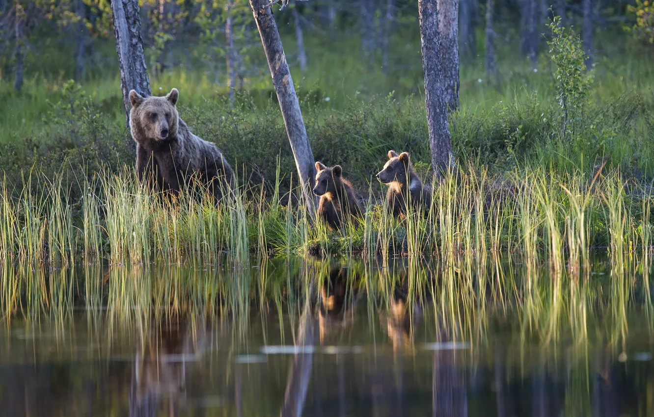 Photo wallpaper forest, lake, bear