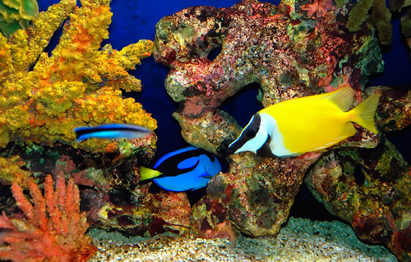 Photo wallpaper sea, fish, underwater world