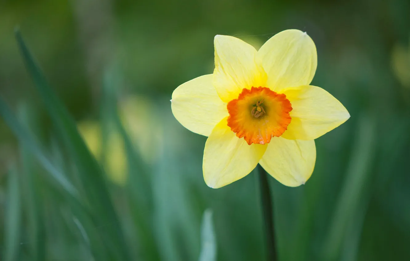 Photo wallpaper spring, petals, Narcissus