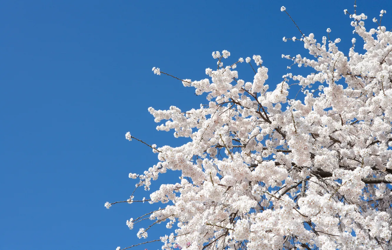 Photo wallpaper flowers, cherry, tree, spring, Sakura, white, white, Nature