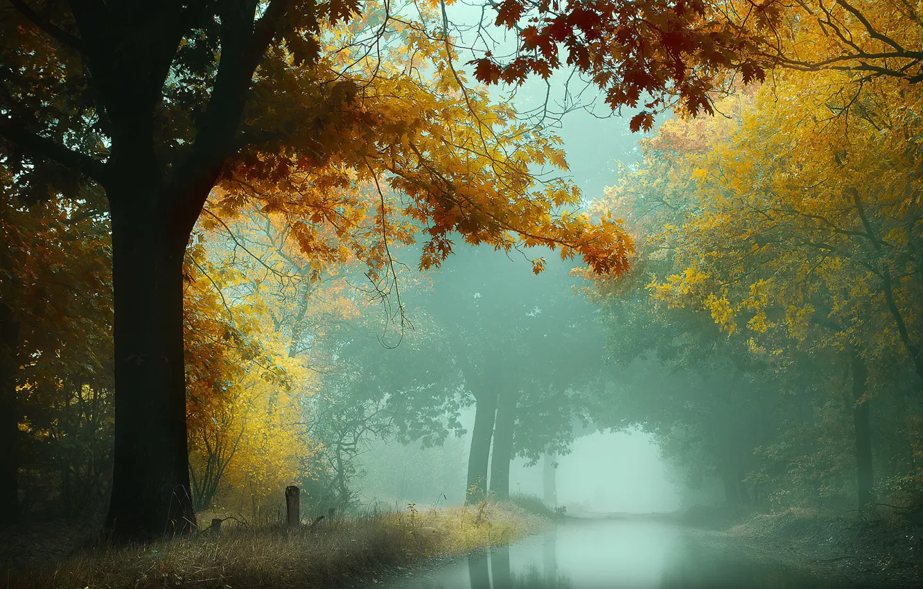 Photo wallpaper autumn, forest, water, trees, fog, pond, branch, shore