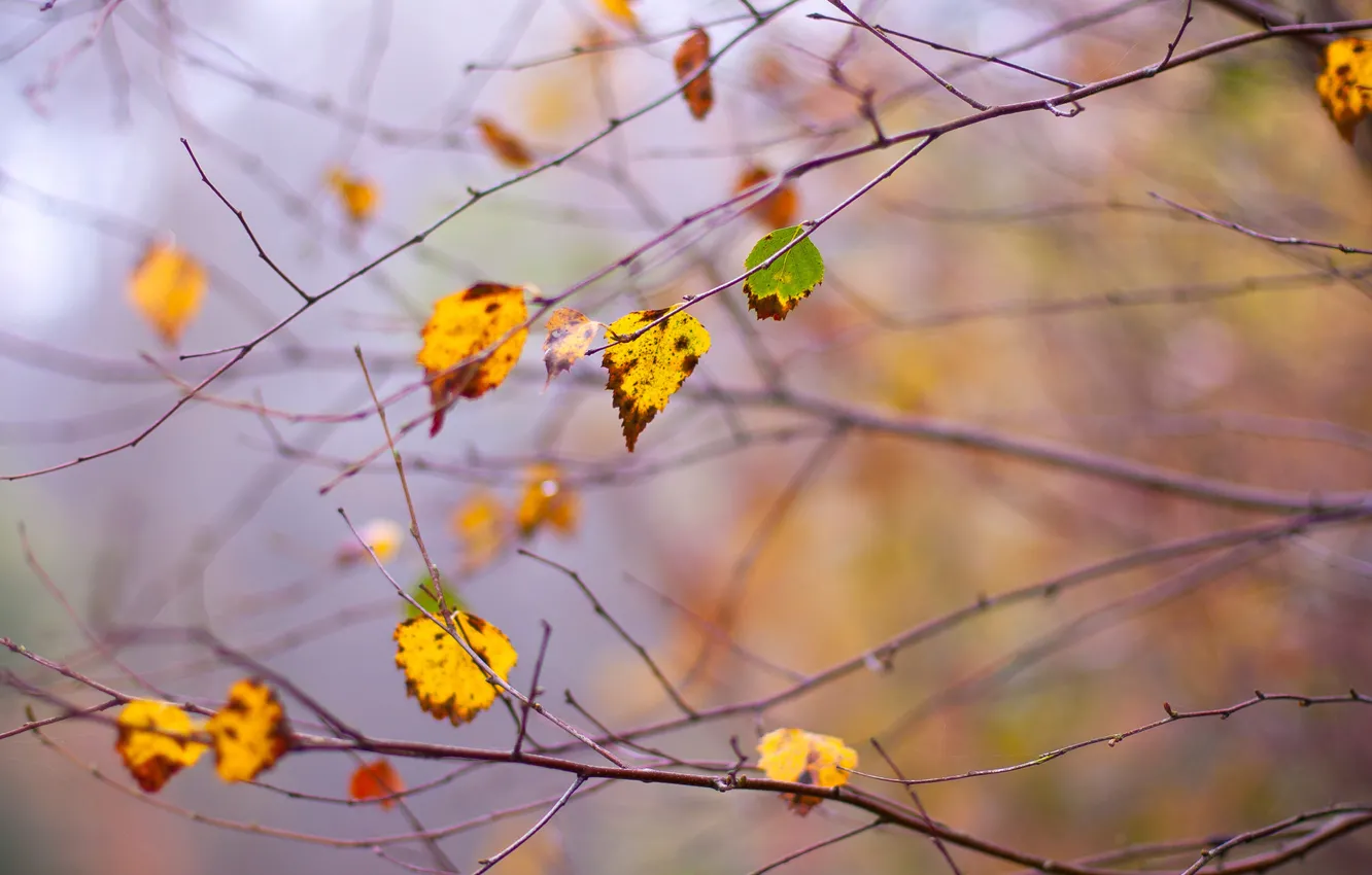 Photo wallpaper autumn, leaves, branches, branch, dello