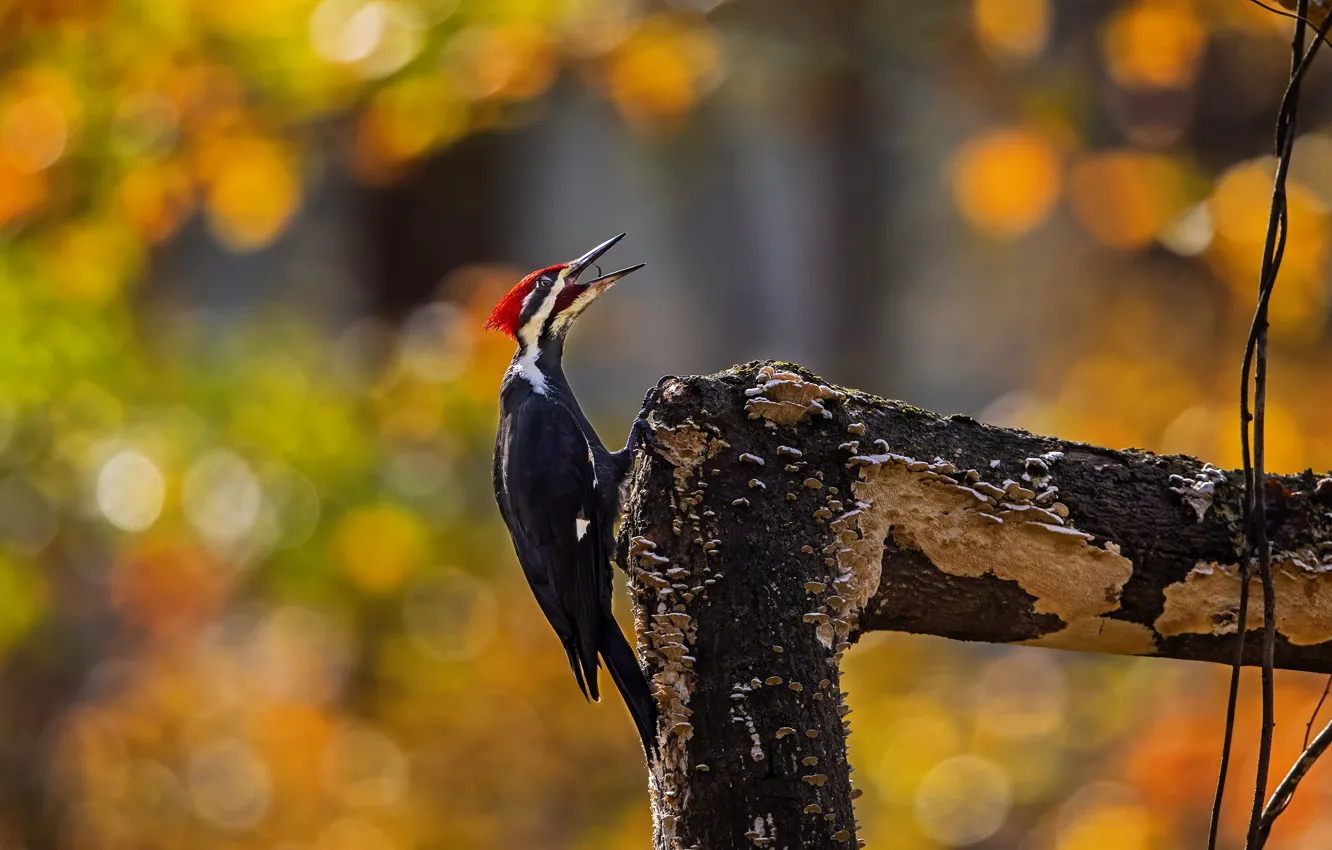 Photo wallpaper autumn, branches, nature, bird, foliage, woodpecker, bitches, bokeh
