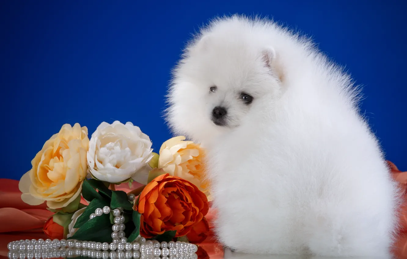 Photo wallpaper white, flowers, necklace, fluffy, breed, Spitz