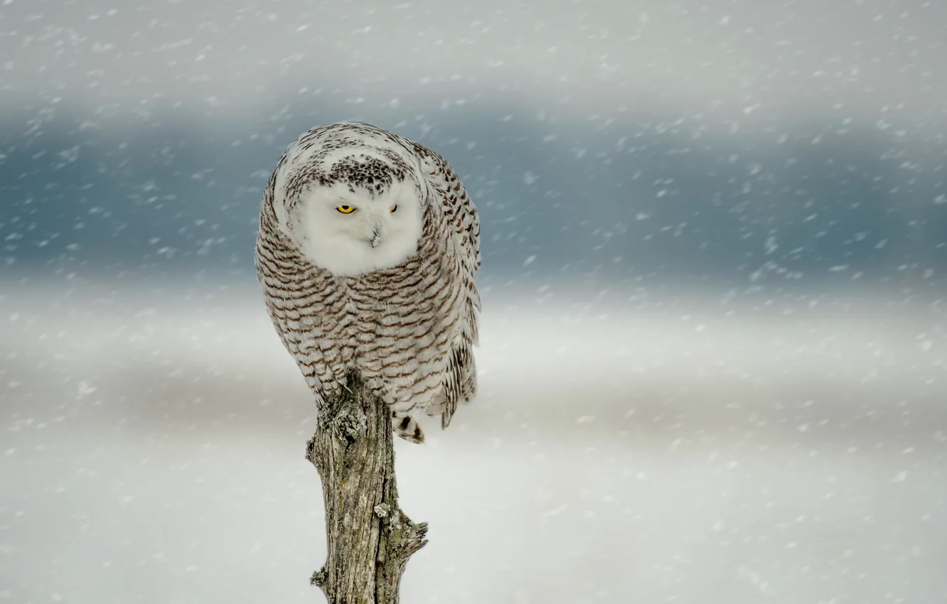 Photo wallpaper winter, snow, owl, bird, log