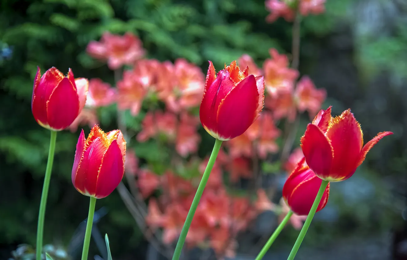 Photo wallpaper flowers, red, spring, tulips, flowerbed