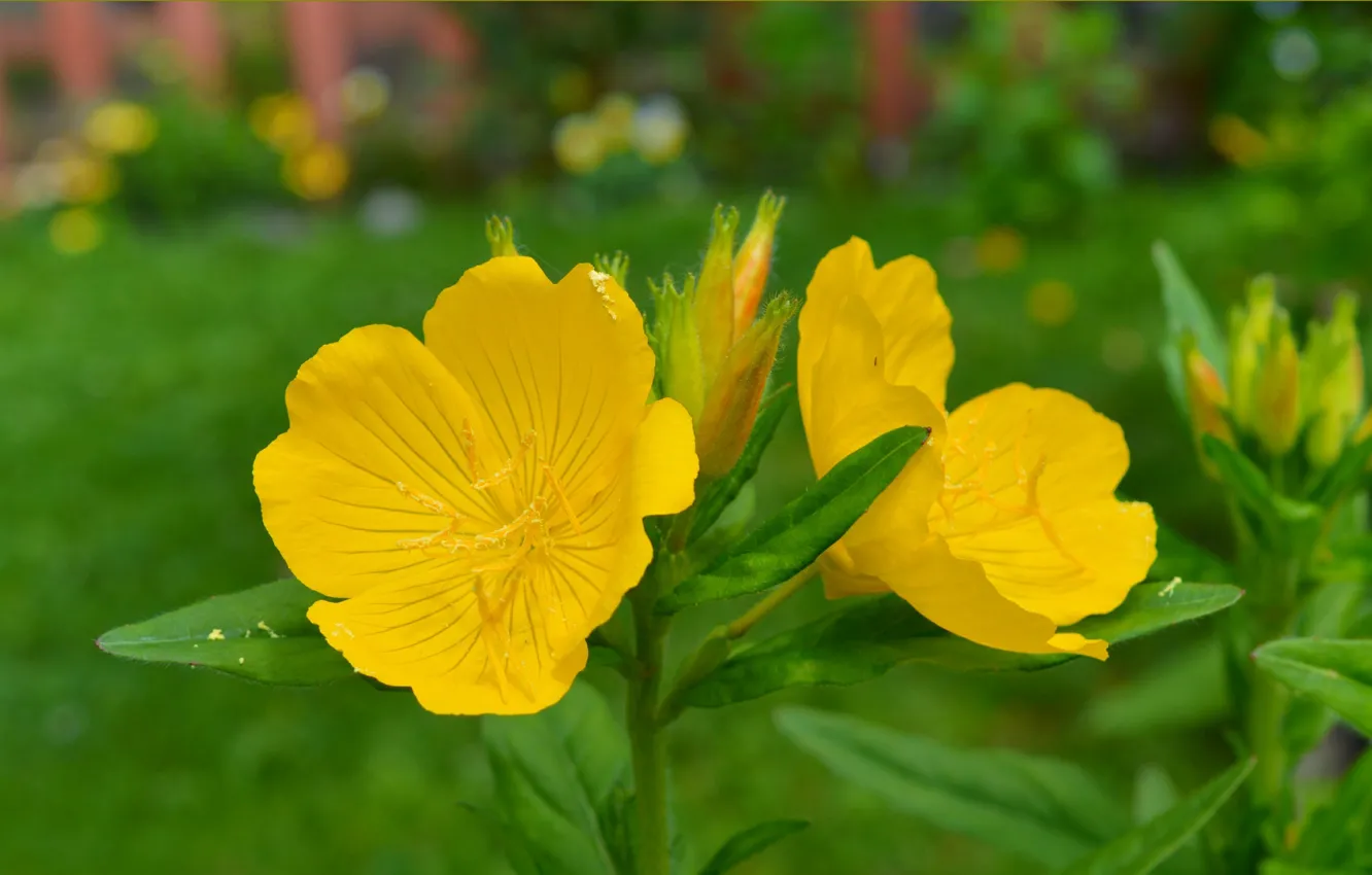 Photo wallpaper Spring, Spring, Yellow flowers, Yellow flowers