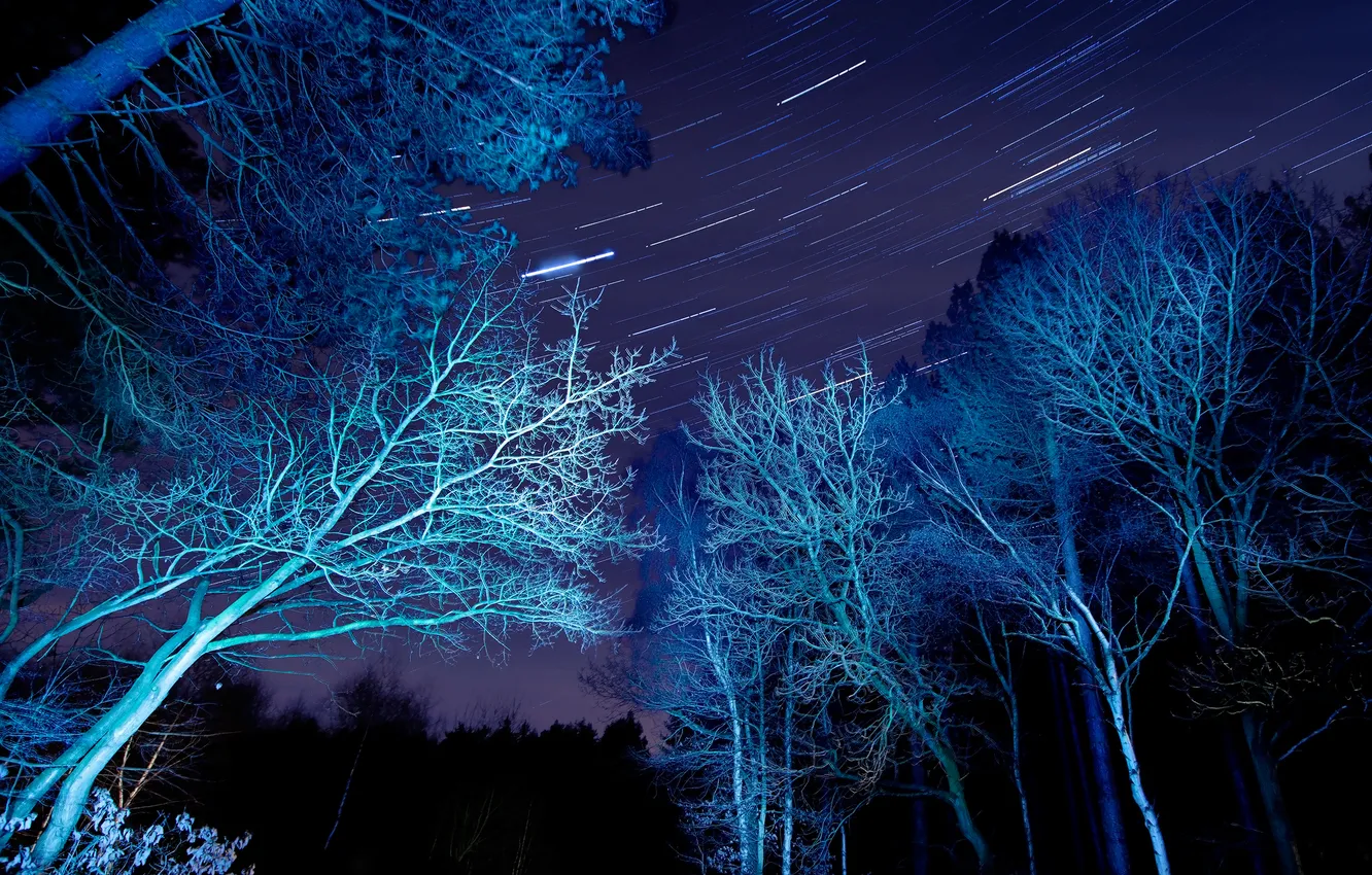 Photo wallpaper the sky, stars, light, trees, night