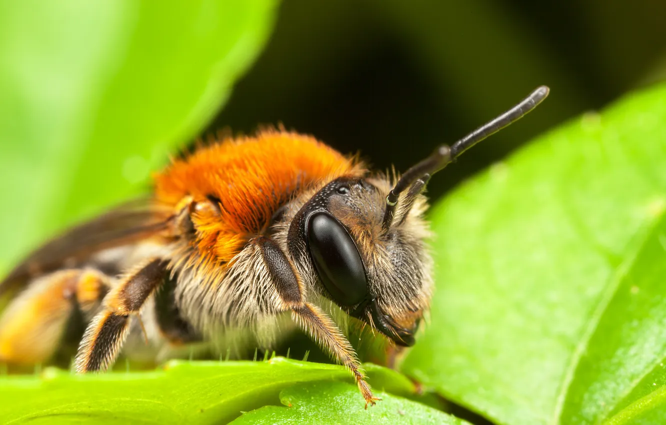 Photo wallpaper leaves, OSA, insect, bokeh