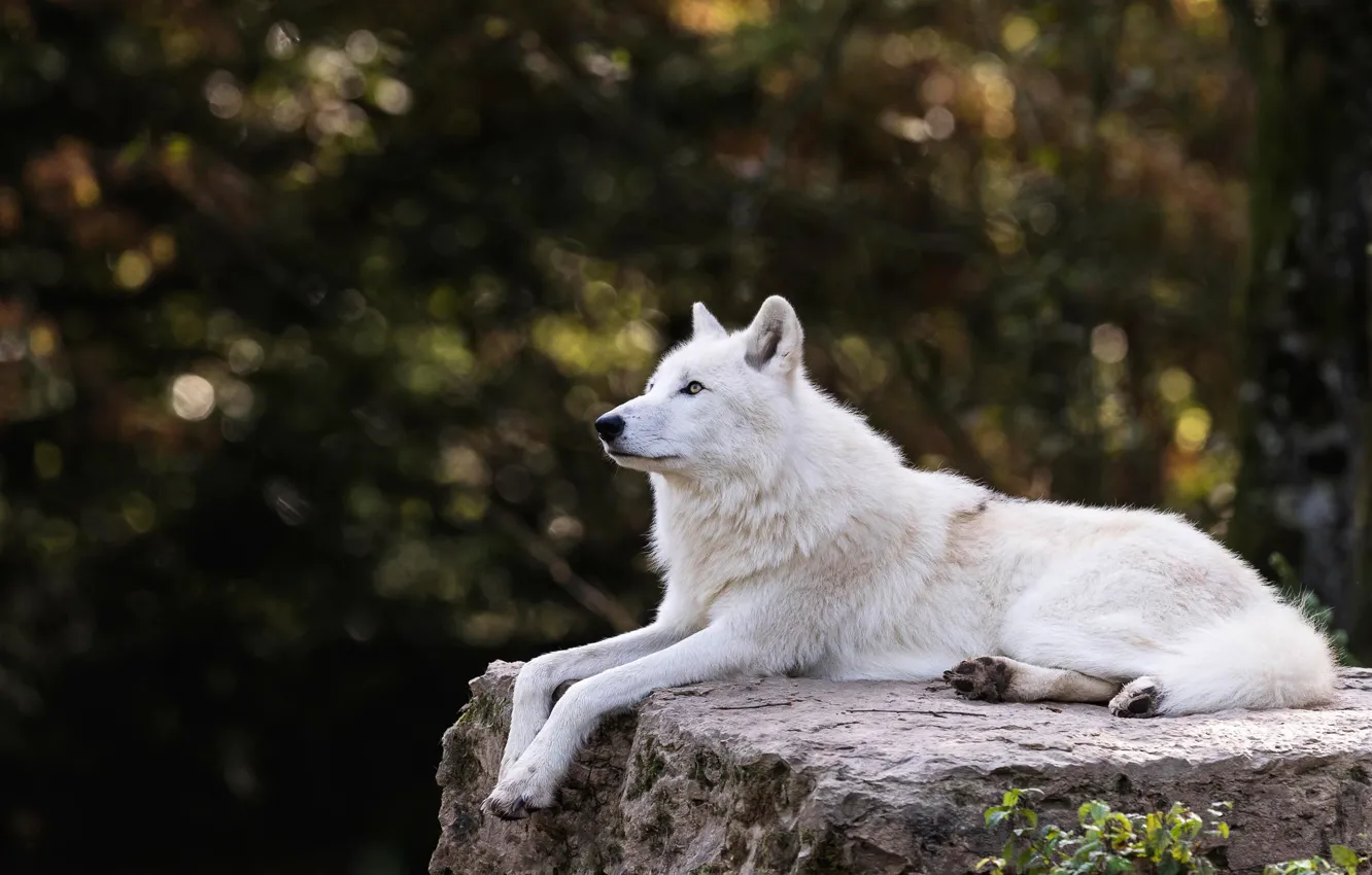 Photo wallpaper white, trees, branches, nature, the dark background, stones, wolf, lies