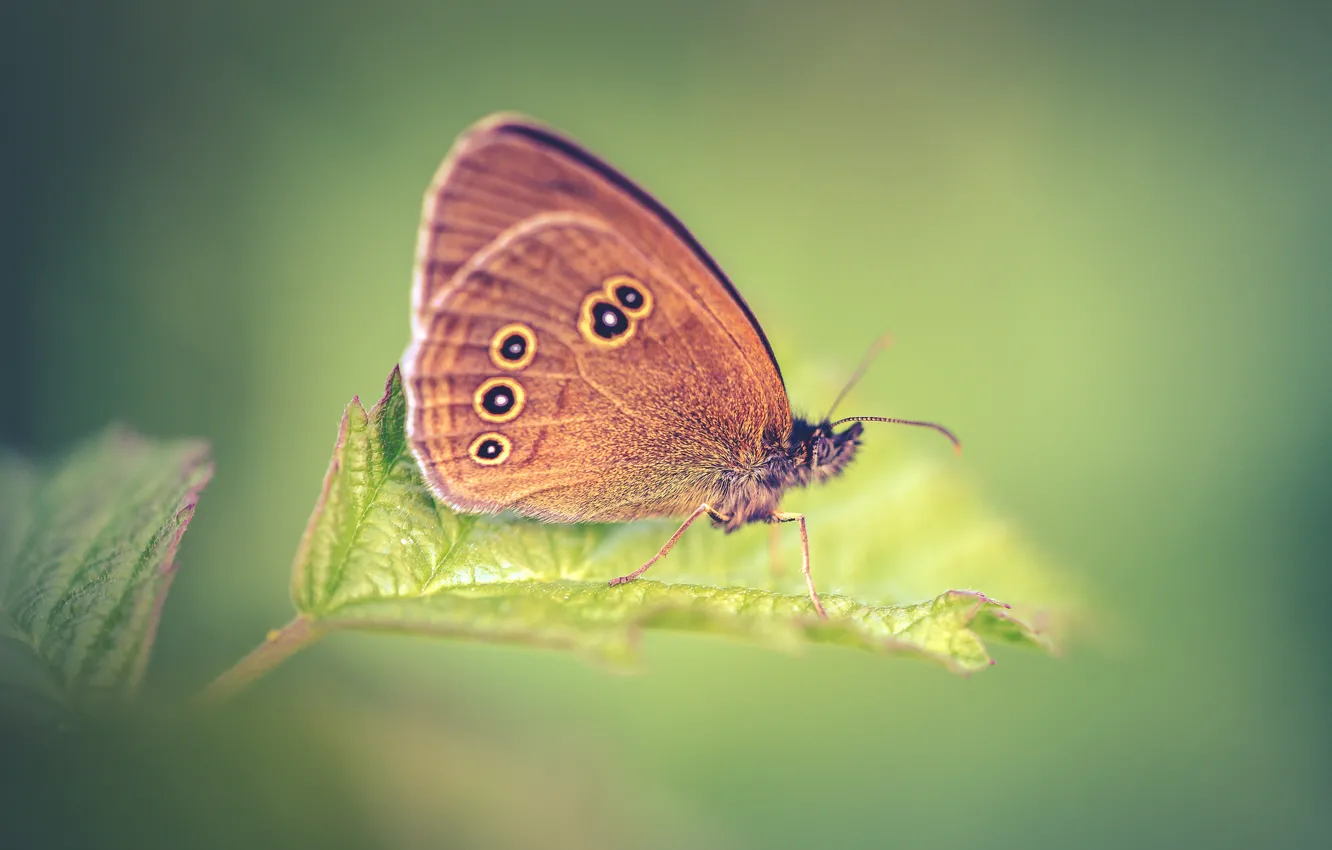 Photo wallpaper wings, butterfly, leaves