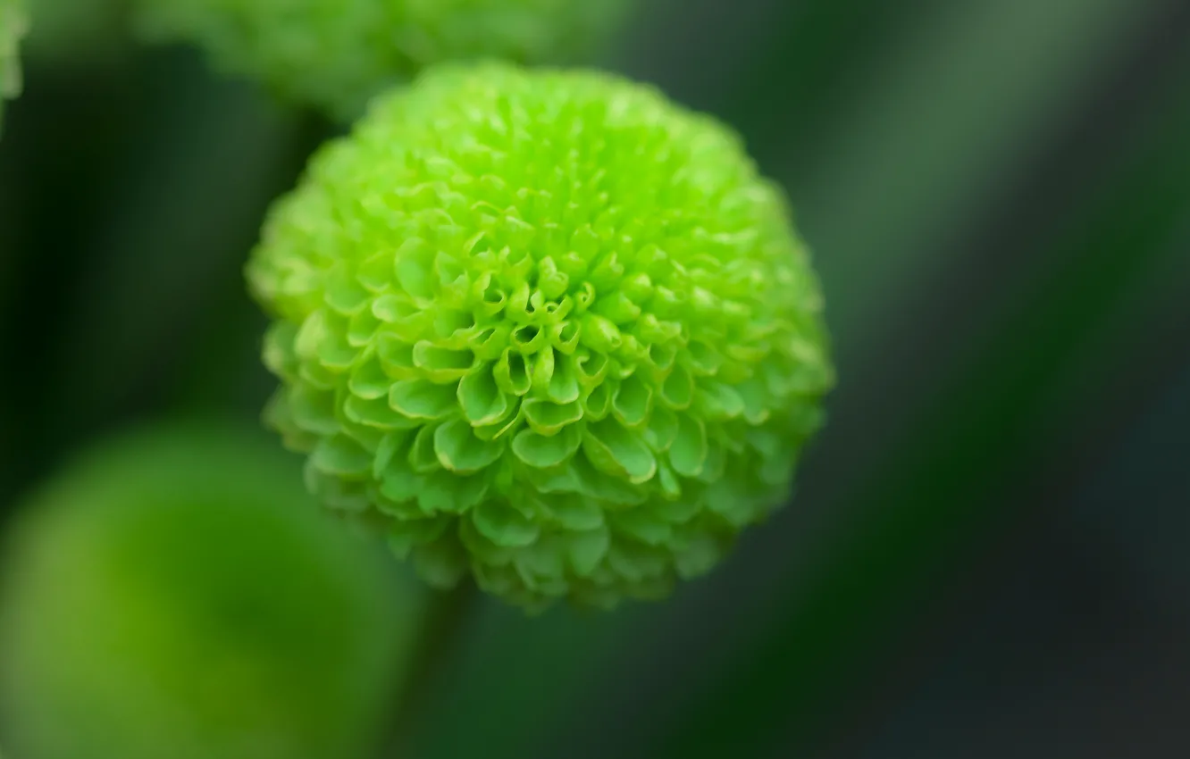Photo wallpaper flower, focus, green, Dahlia