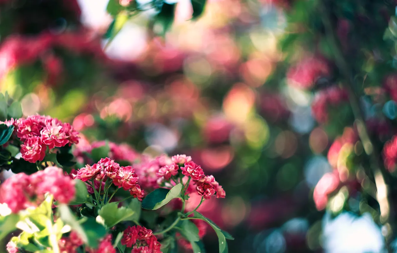Photo wallpaper trees, glare, color, pink