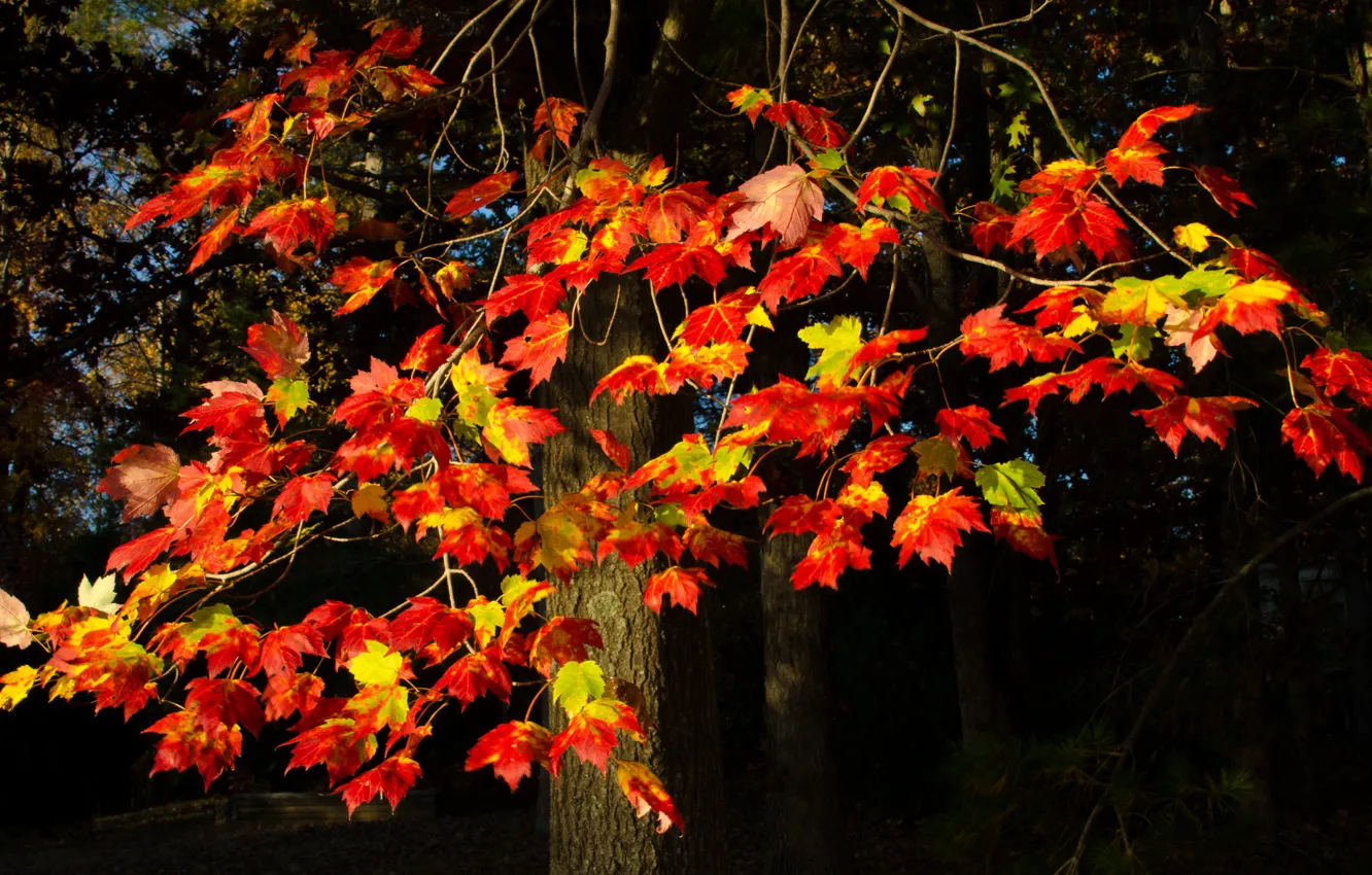 Photo wallpaper autumn, leaves, branches, tree, the crimson