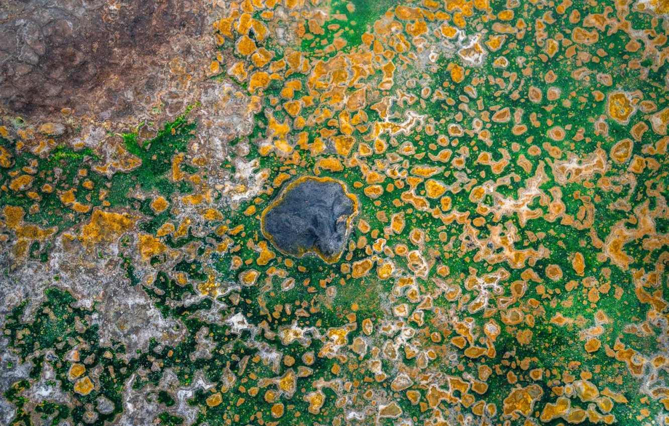 Photo wallpaper green, nature, texture