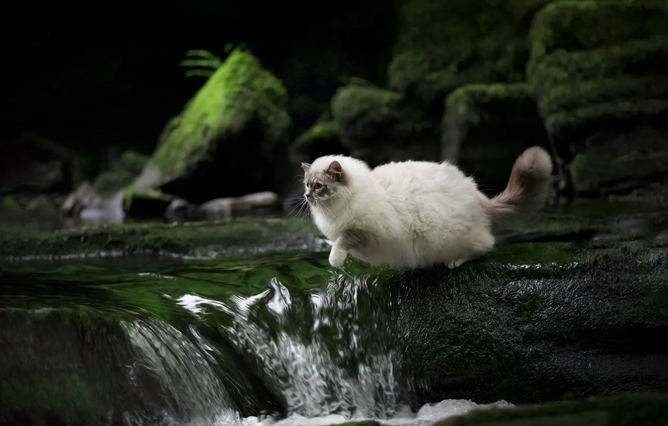 Photo wallpaper cat, cat, water, nature, pose, stones, rocks, jump