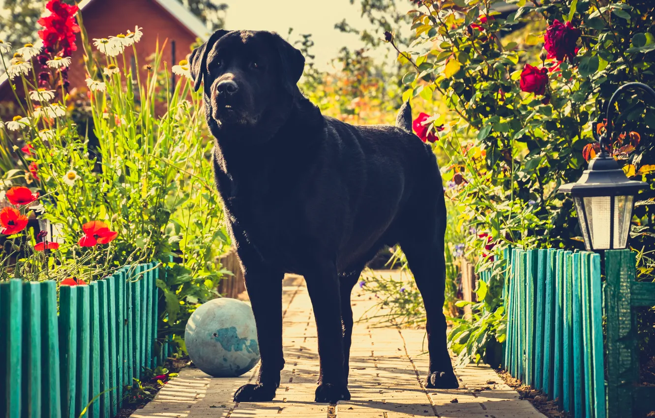 Photo wallpaper flowers, black, pavers, Labrador