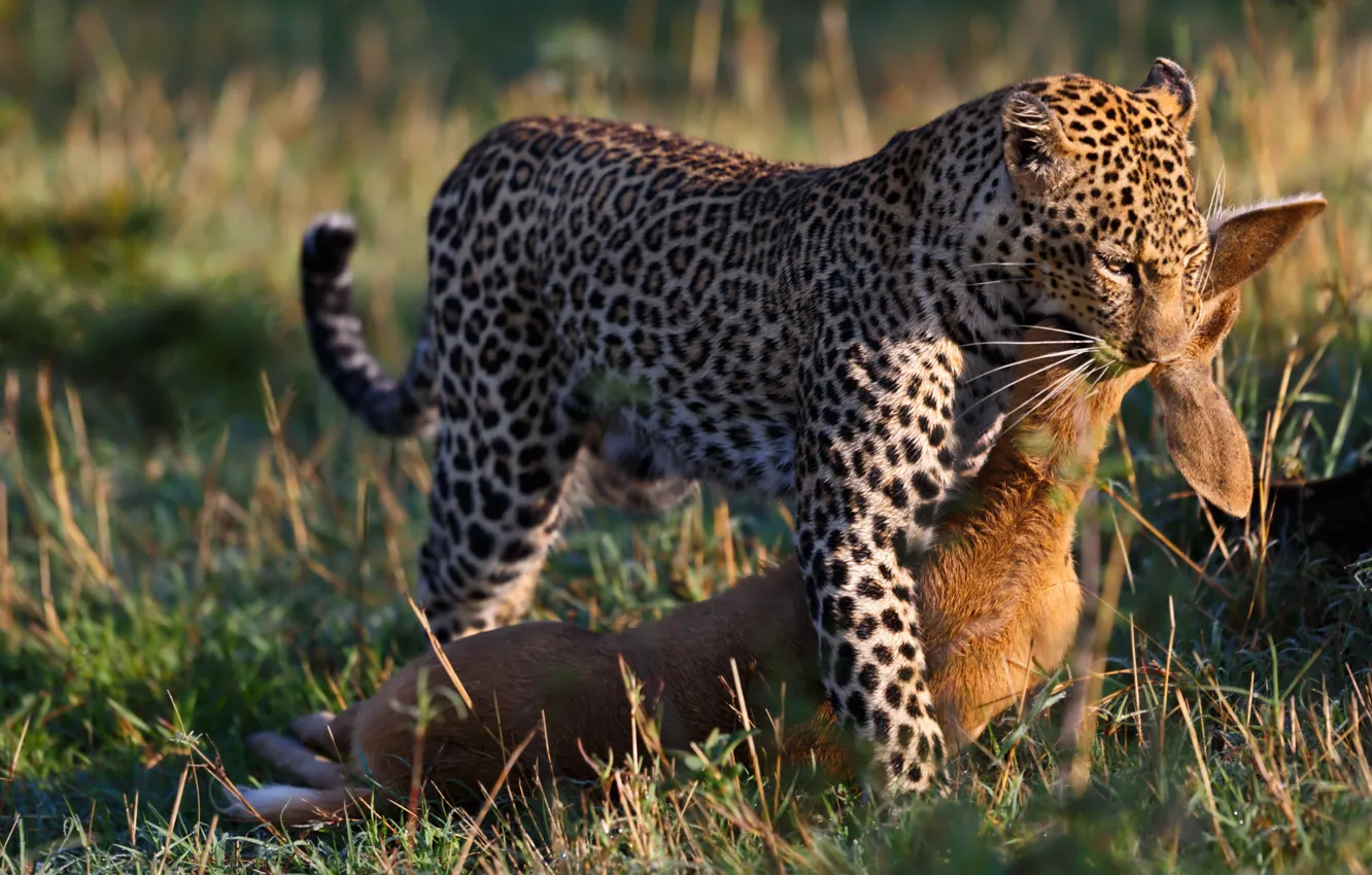 Photo wallpaper predator, leopard, big cat, mining, antelope