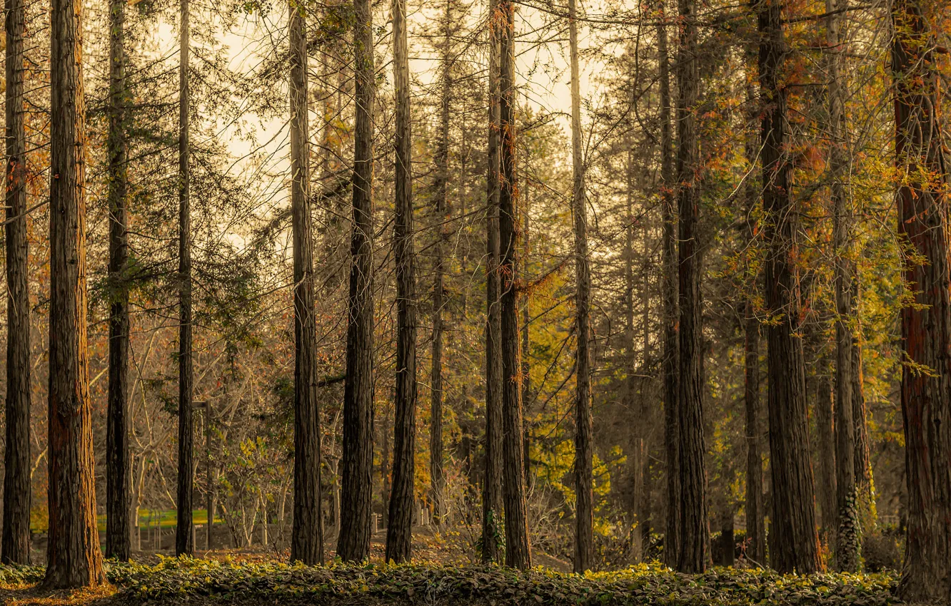 Photo wallpaper autumn, forest, trees, branches, trunks, pine, Bor, pine