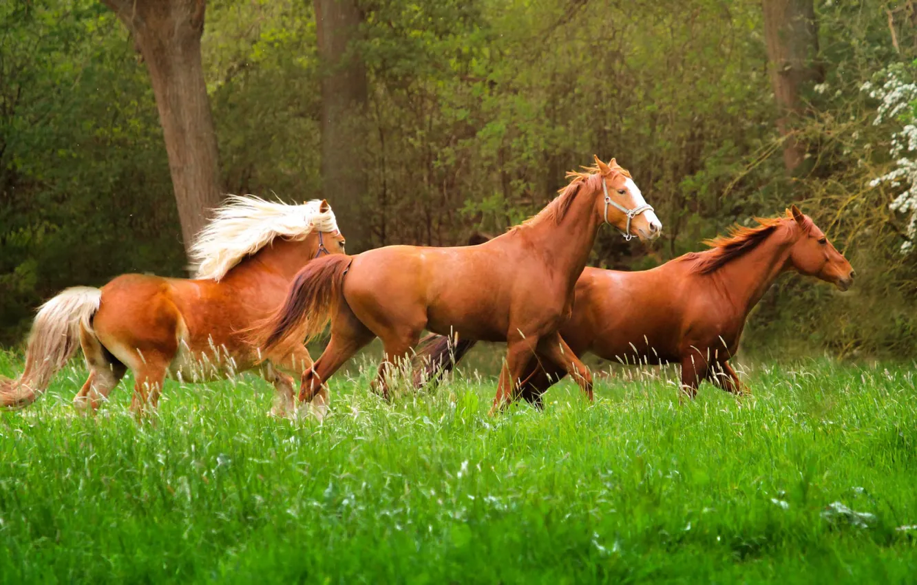 Photo wallpaper grass, nature, animal, horse, running