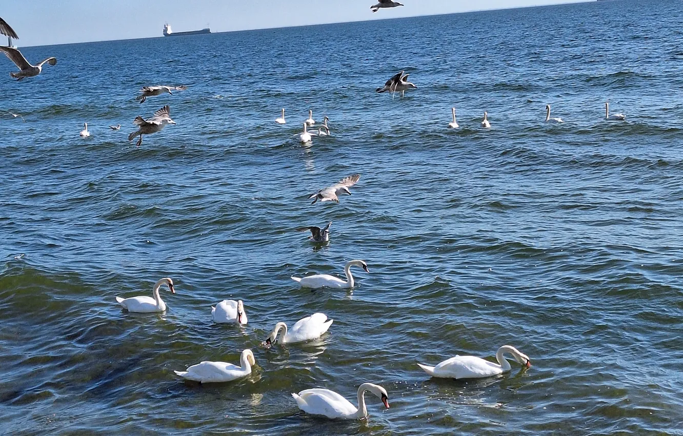 Photo wallpaper Sea, Swans, Gulls, Seabirds, Currants