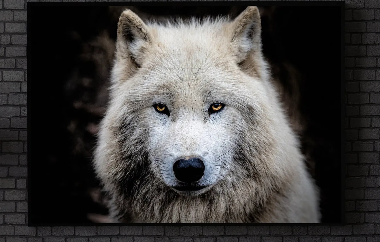 Photo wallpaper Predator, nature, animal, wolf, wildlife, Canis lupus., portrait.