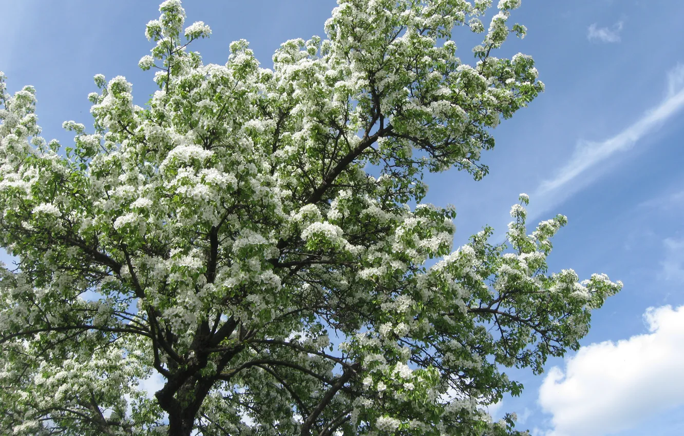 Photo wallpaper white, the sky, leaves, clouds, flowers, branches, green, tree