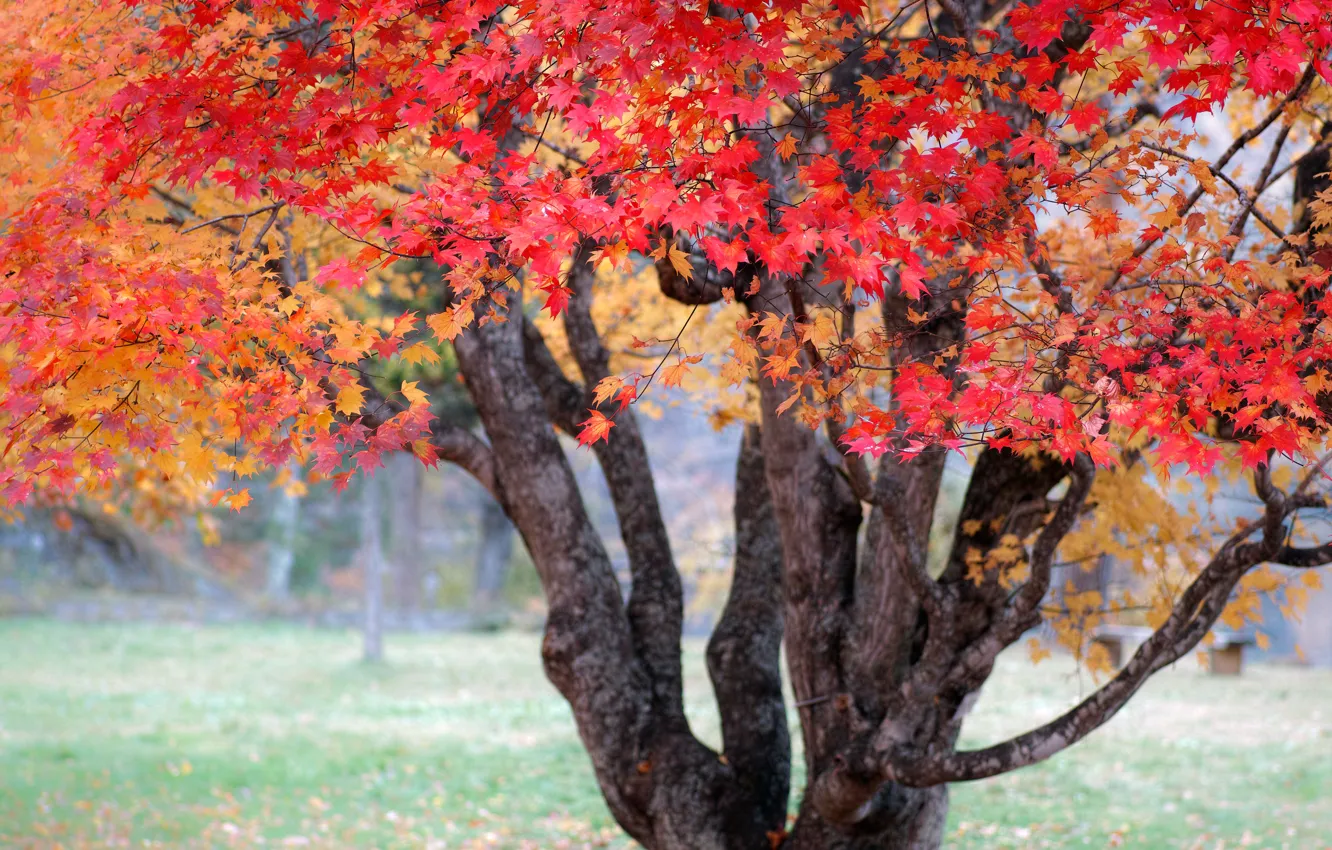 Photo wallpaper autumn, tree, paint, Nature, Japan, maple