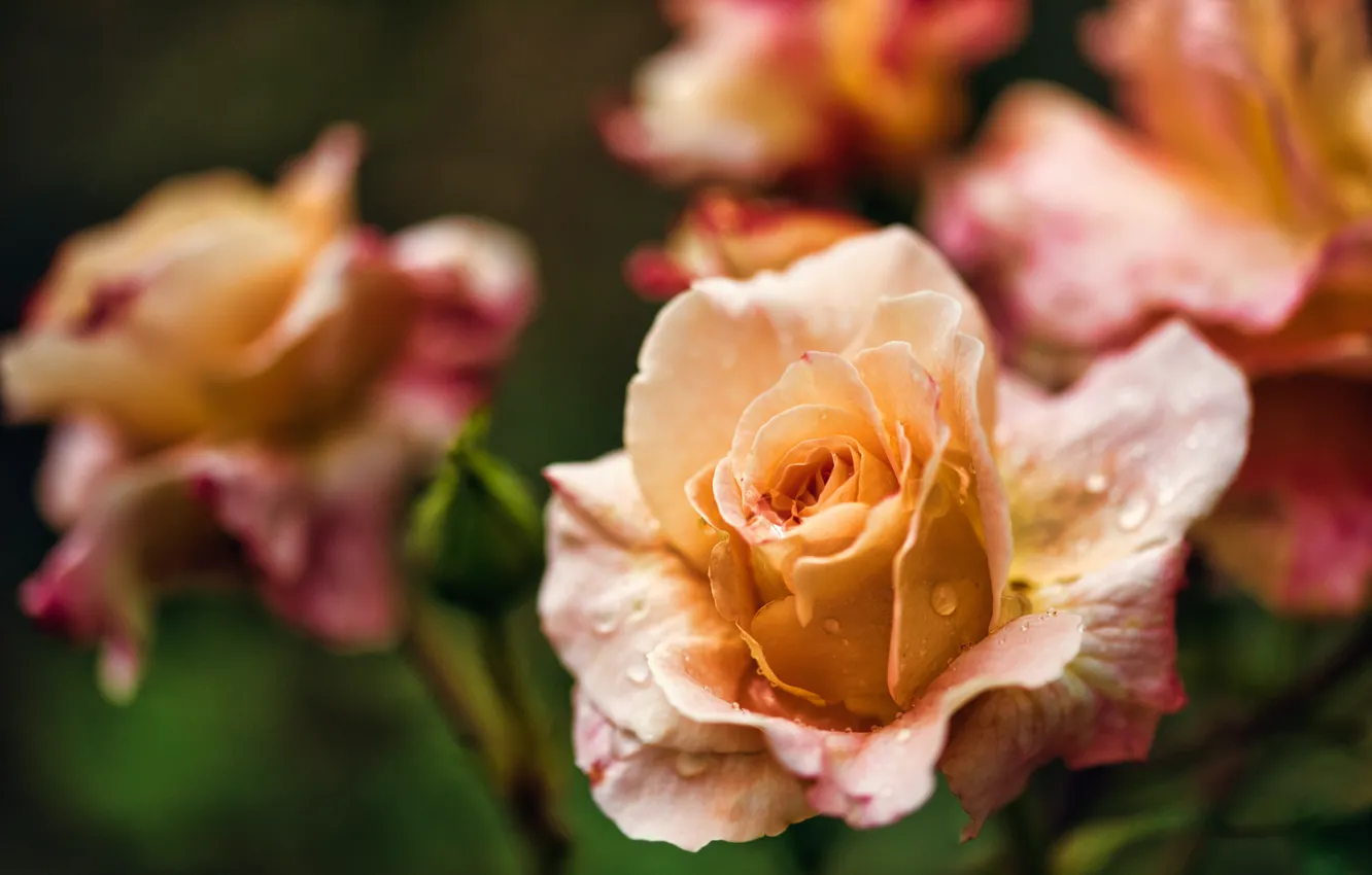 Photo wallpaper drops, roses, bokeh