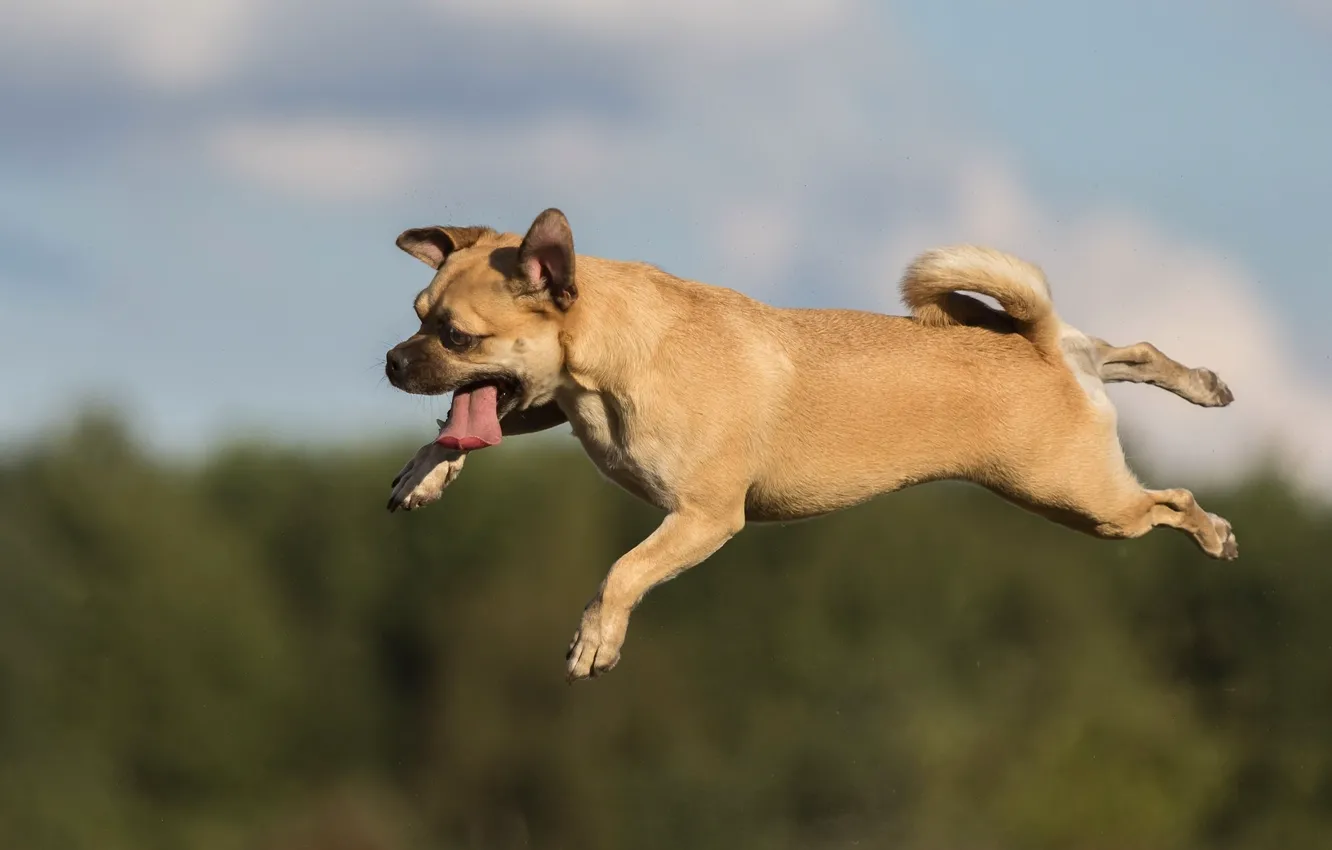 Photo wallpaper language, jump, dog, flight