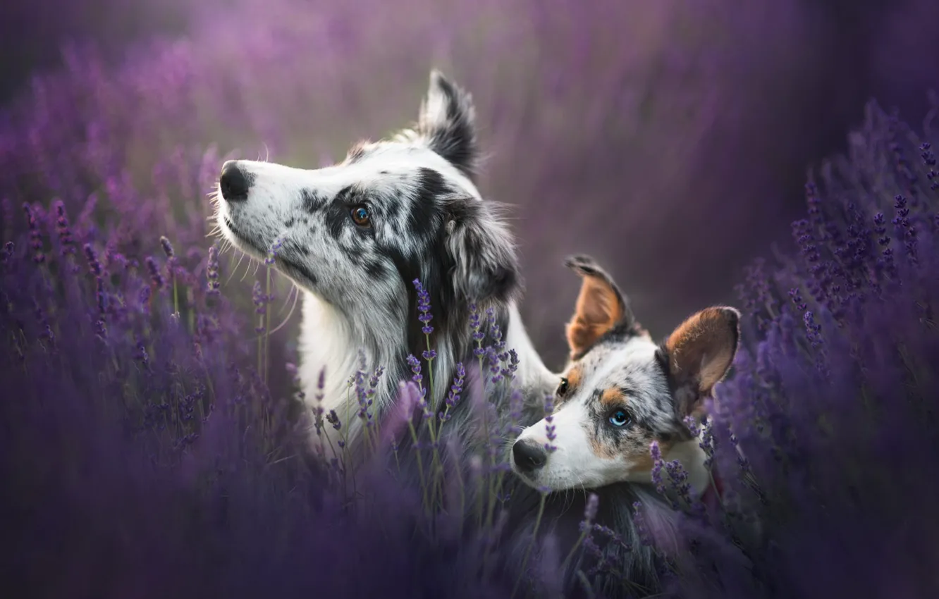 Photo wallpaper field, dogs, flowers, two, portrait, pair, puppy, a couple