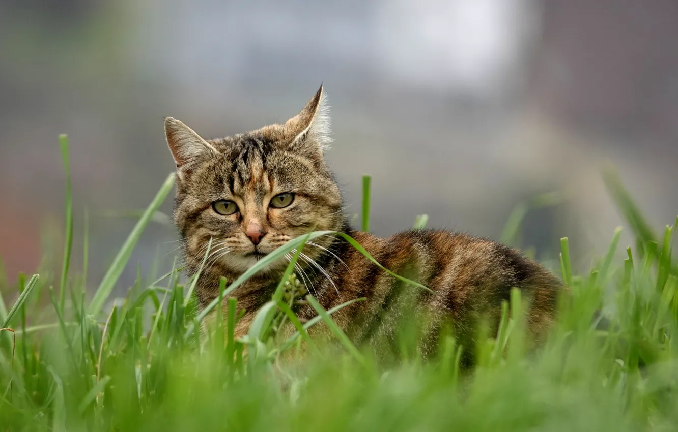 Photo wallpaper grass, cat, bokeh