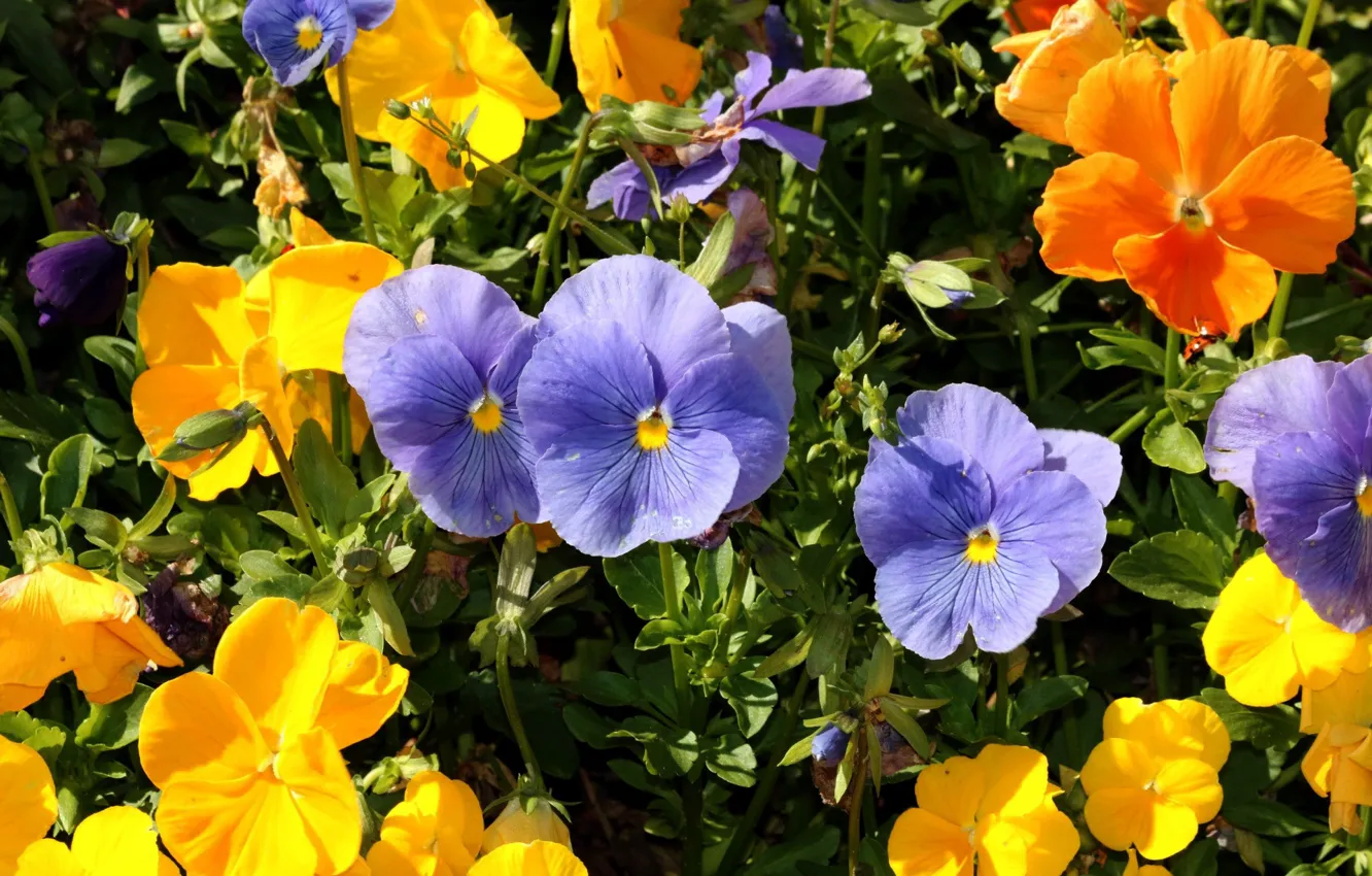 Photo wallpaper summer, Pansy, garden flowers