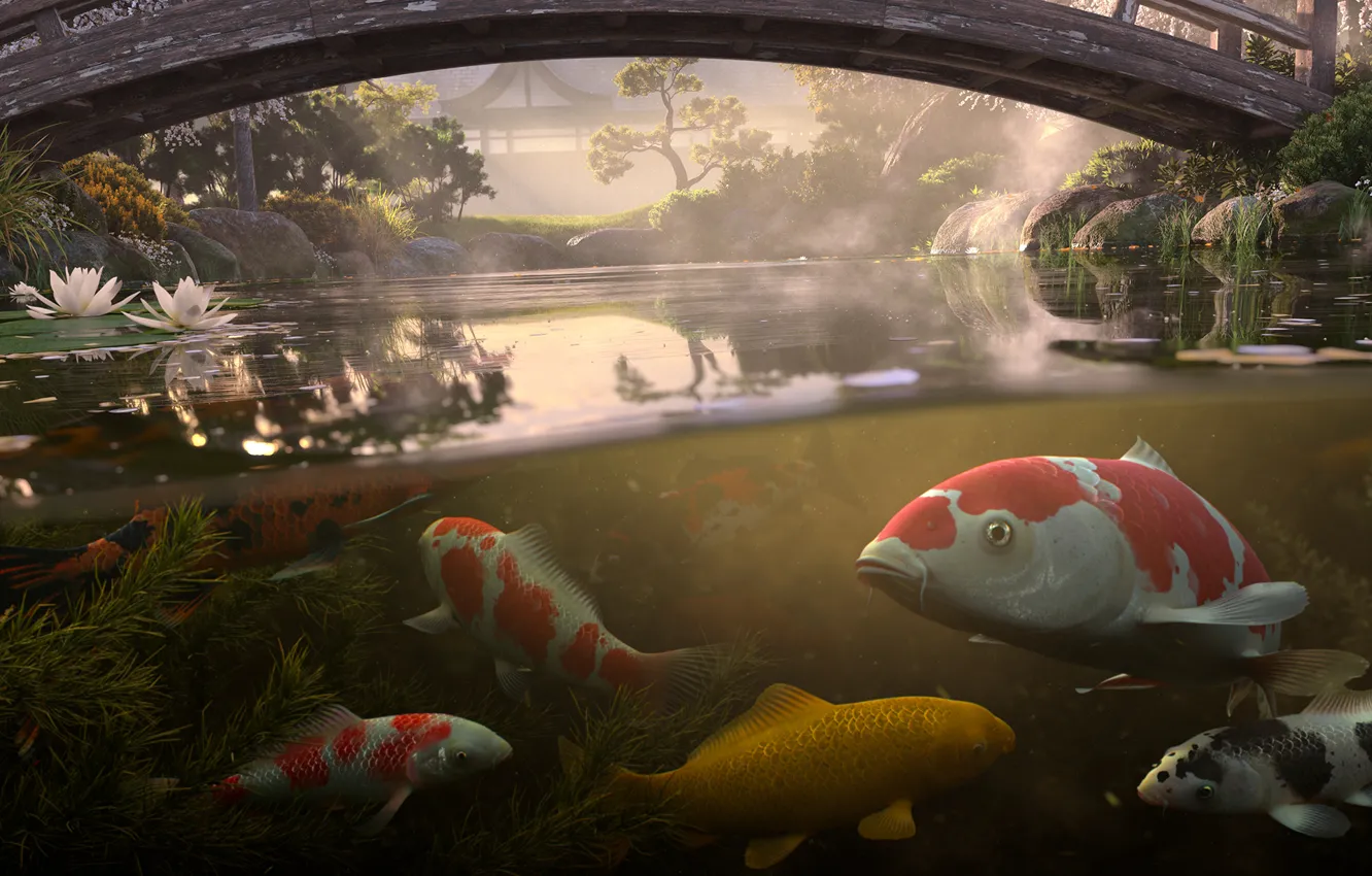 Photo wallpaper water, bridge, pond, fish, koi, Antonis Fylladitis, koi