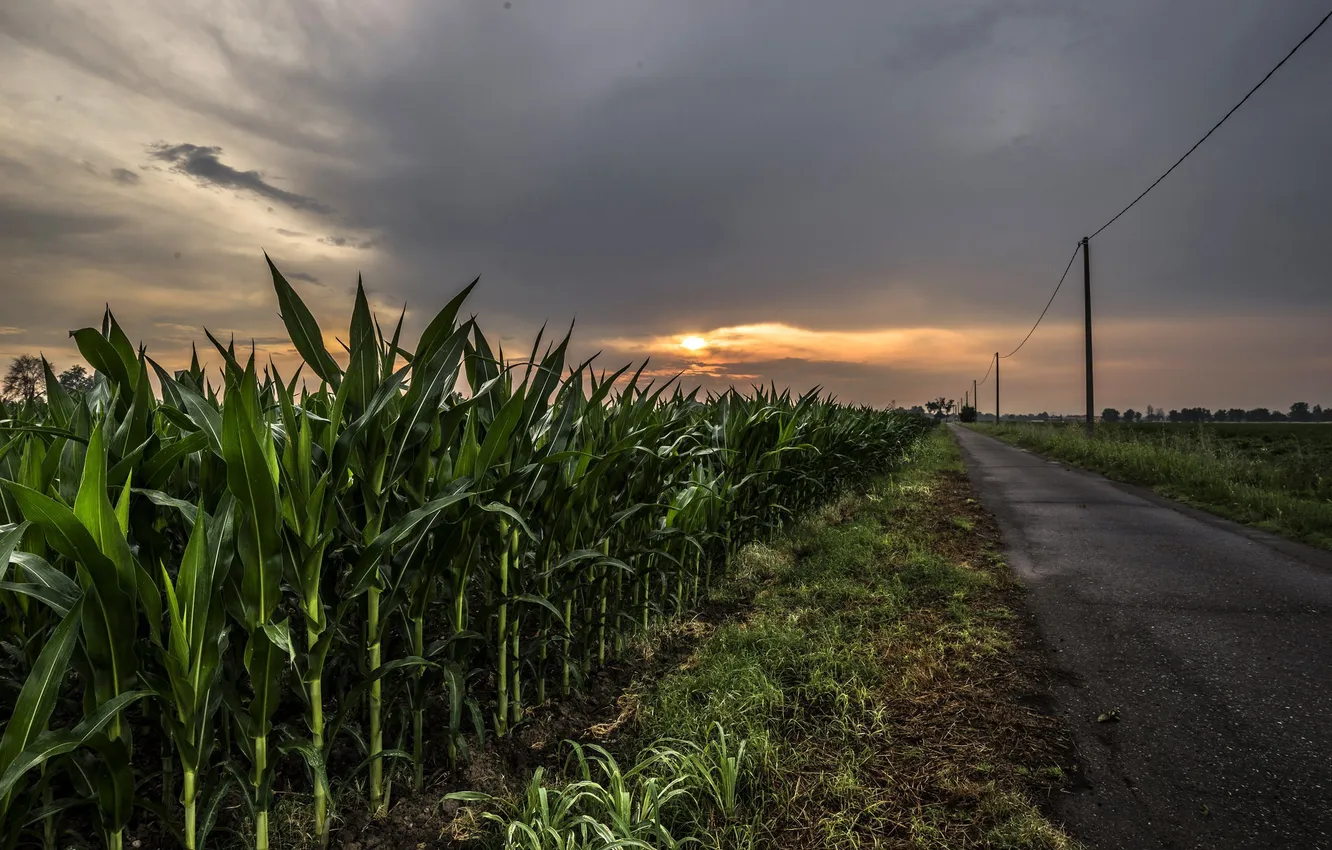 Photo wallpaper road, night, corn