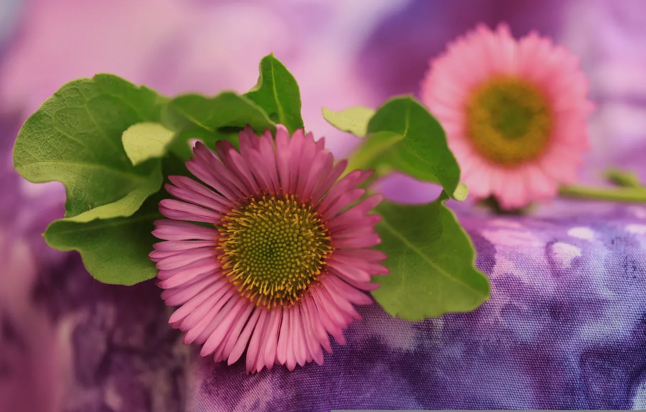 Photo wallpaper leaves, canvas, petals, canvas