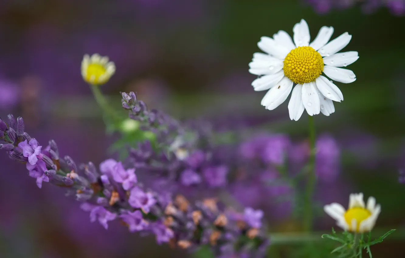 Photo wallpaper nature, Daisy, lavender