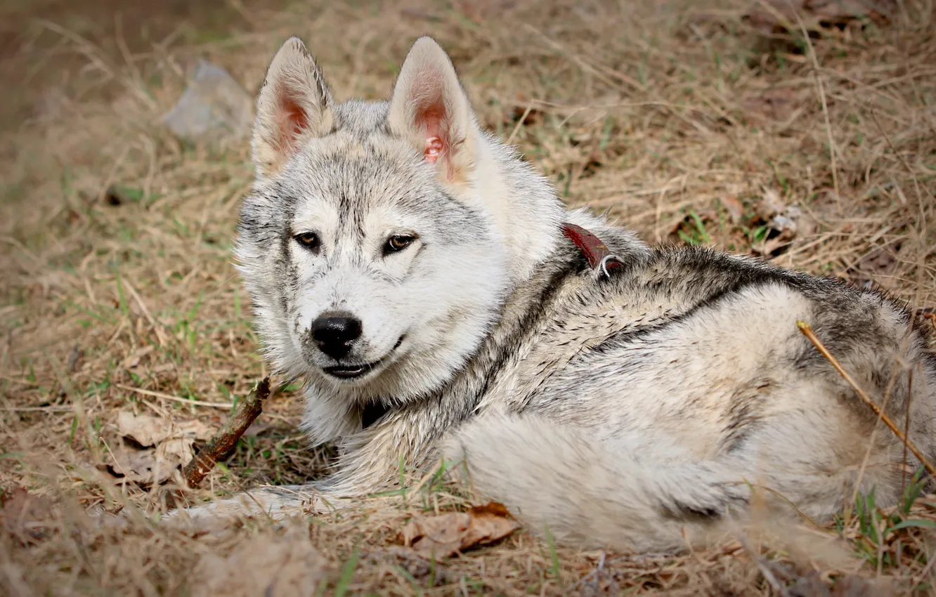 Photo wallpaper nature, each, dog