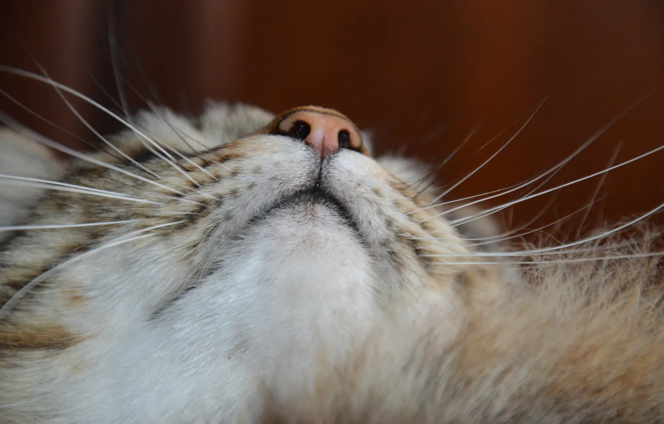 Photo wallpaper cat, mustache, animal, muzzle