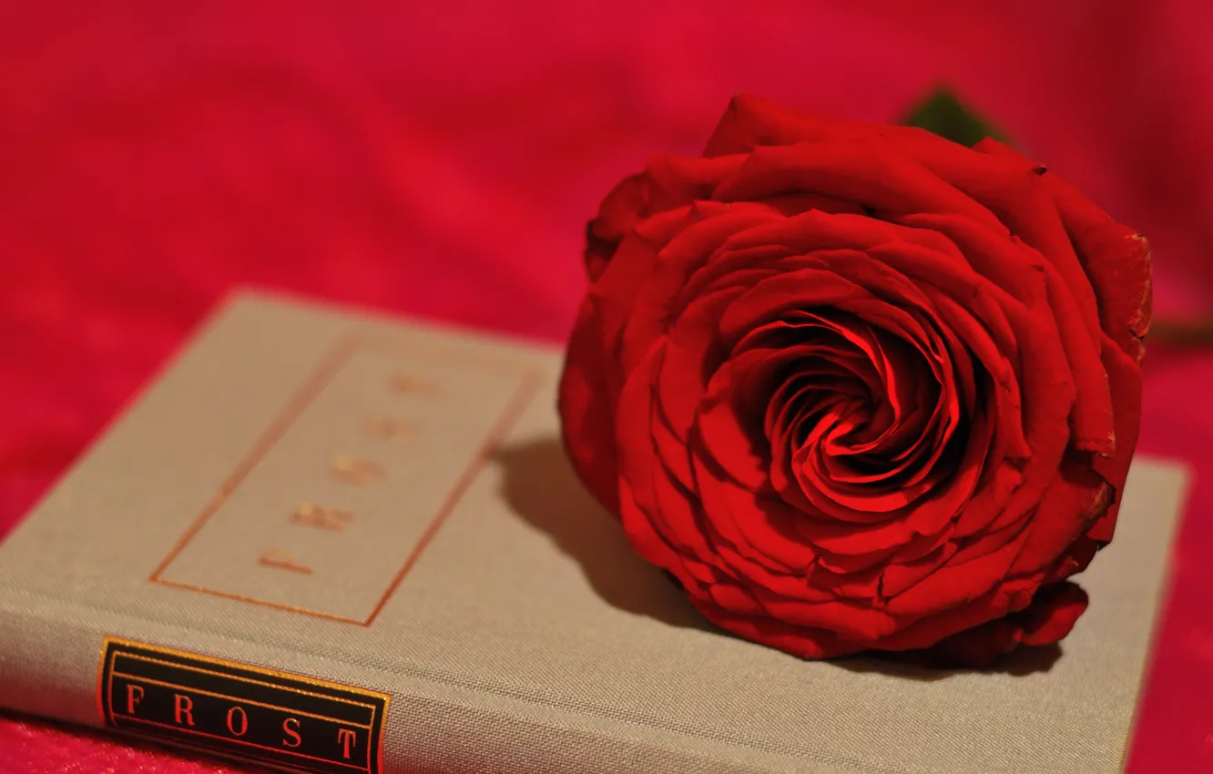 Photo wallpaper flower, style, rose, Bud, book