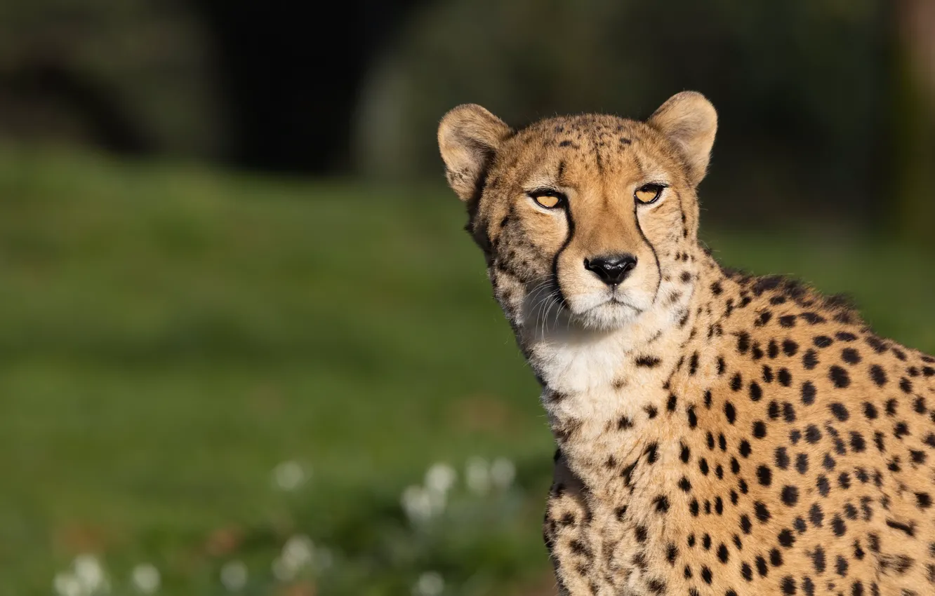 Photo wallpaper look, face, light, nature, background, portrait, Cheetah