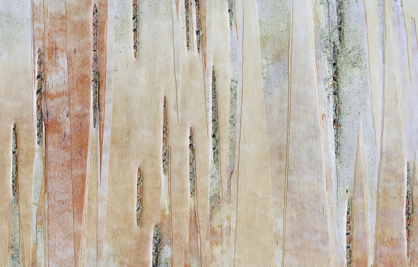 Photo wallpaper tree, color, trunk, bark