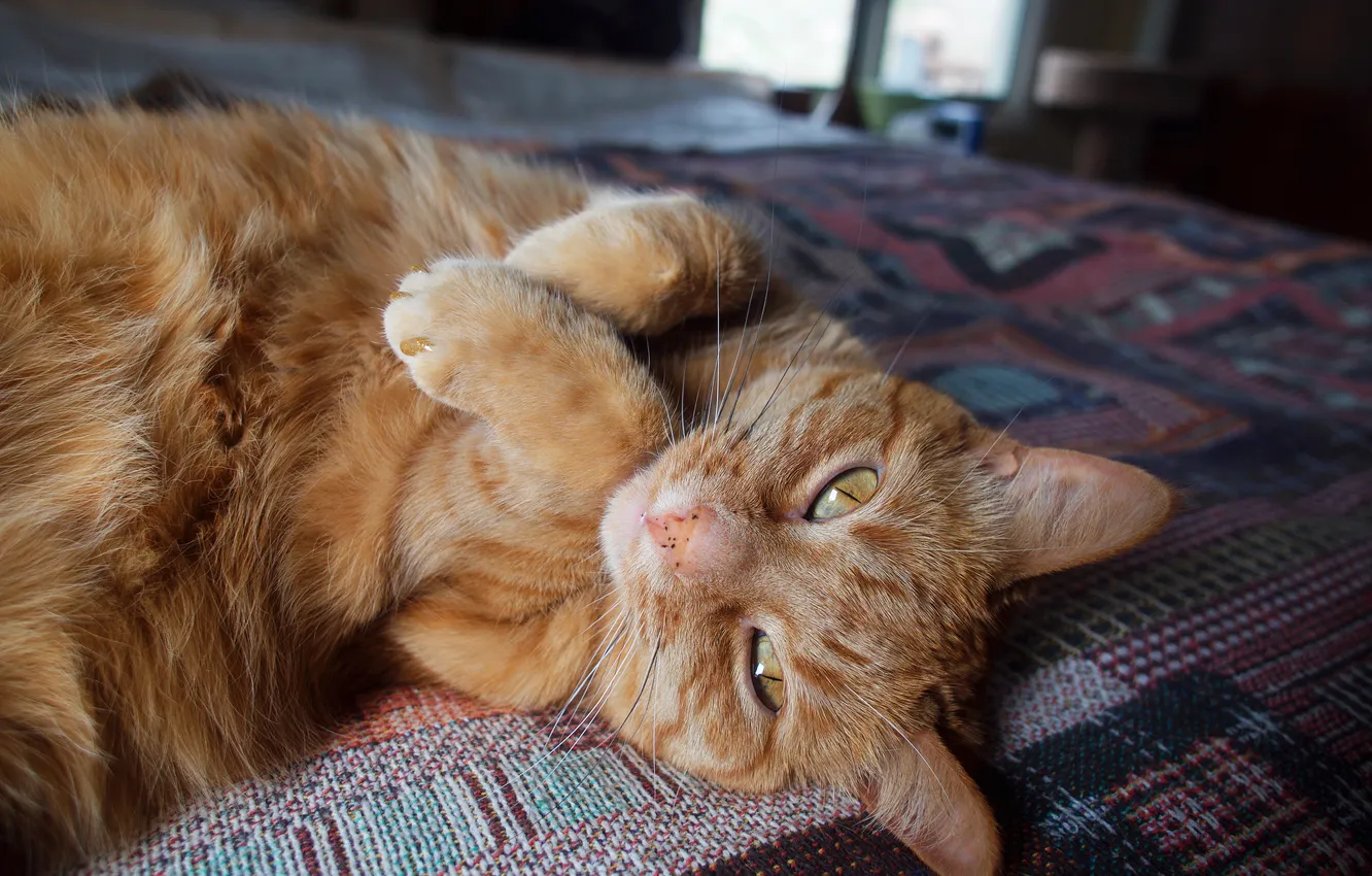 Photo wallpaper cat, cat, look, pose, room, portrait, legs, blanket