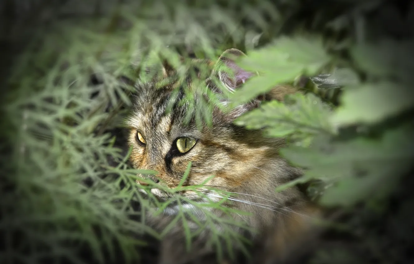 Photo wallpaper greens, eyes, cat, face, nature, foliage