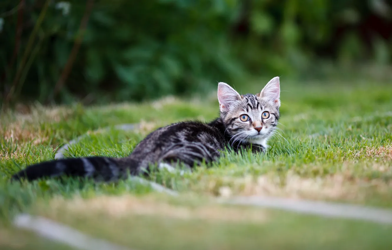 Photo wallpaper cat, grass, glade, lies, kitty