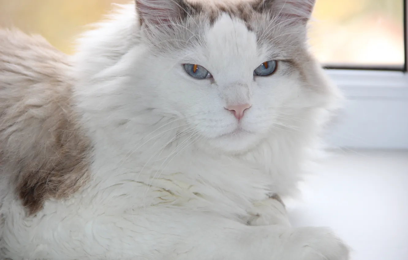Photo wallpaper white, cat, cat, fluffy, blue eyes, Norwegian forest