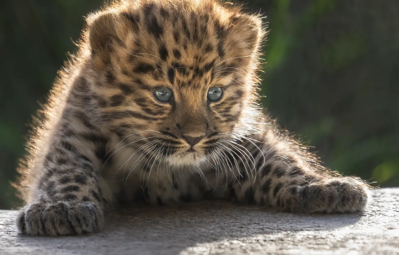 Photo wallpaper paws, leopard, cub, kitty, face, wild cat