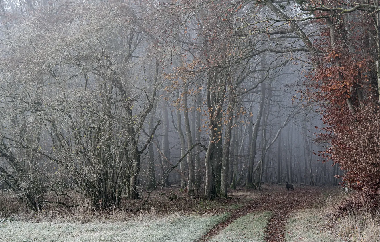 Photo wallpaper road, forest, dog